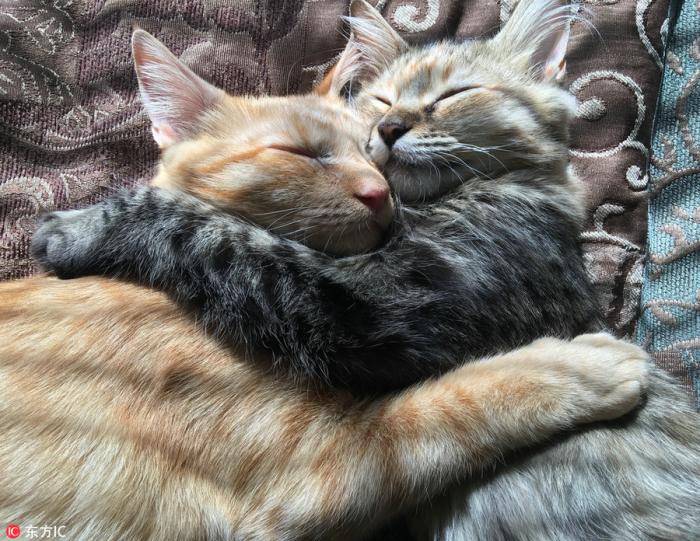 cats hugging.jpeg