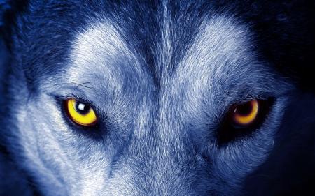 wolf-eye-desktop.jpg