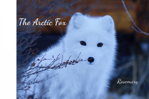 The Arctic Fox.png