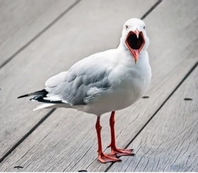angry-gull.jpg