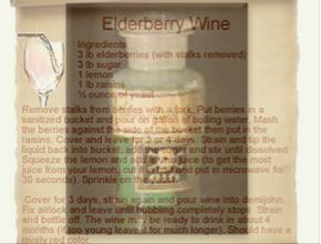 elderberry002.jpg