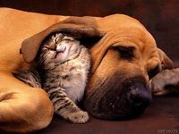 An old hound dog and a playful kitten