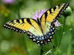 eastern-tiger-swallowtail.jpg
