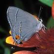 gray-hairstreak-butterfly.jpg