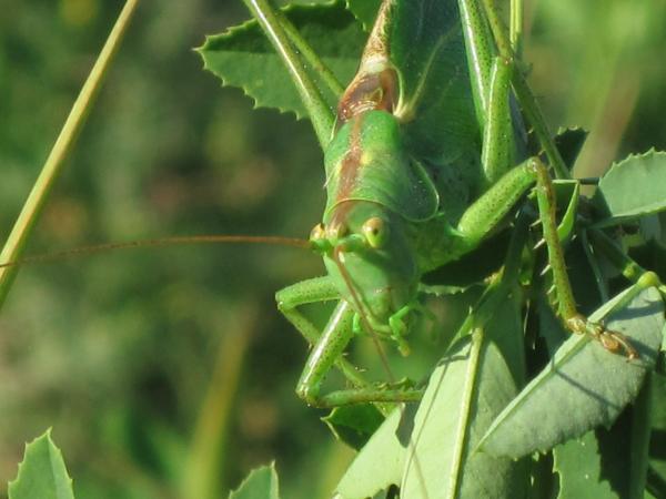 Tettigonia_viridissima_(Great_Green_Bush-Cricket),_Arnhem,_the_Netherlands.jpg