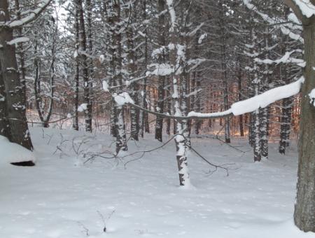 Woodland-Winterscape.jpg