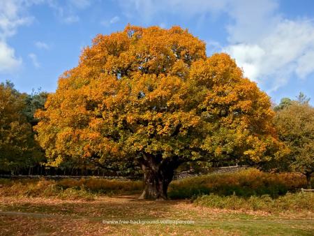autumn-oak-tree.jpg