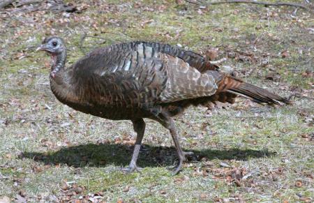 female-turkey (21).jpg