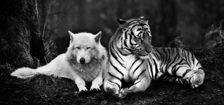 cropped-tiger_and_wolf_by_tyrondane-d6x8a621.jpg