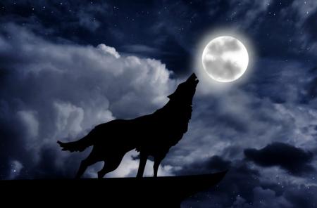 Wolf Howling 2.jpg
