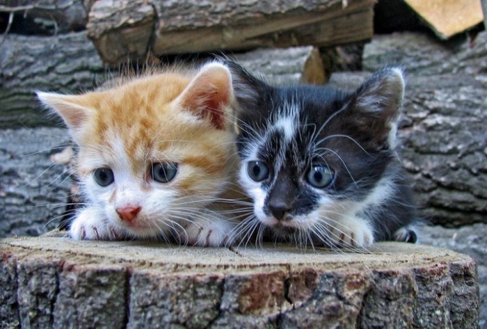 kitten-or-adult-cat.jpg