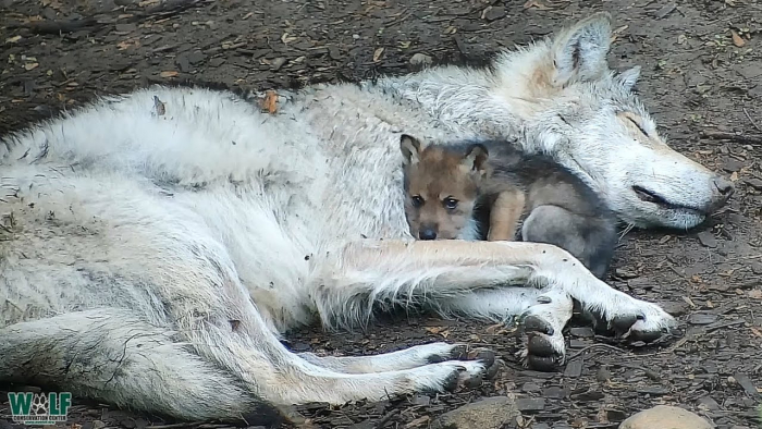 wolf cub.jpg