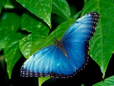 HD-Blue-Butterfly-Wallpaper-á¢ € “-Wallpaper-HD.jpg