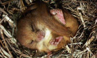 -Dormouse-001.jpg