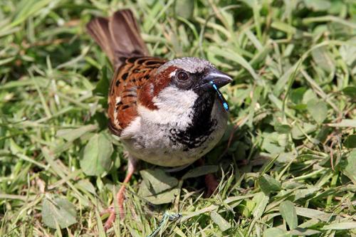 Sparrow-small.jpg