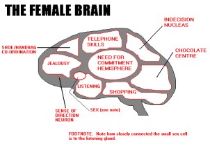 female_brain.jpg