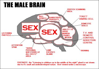 male_brain.jpg