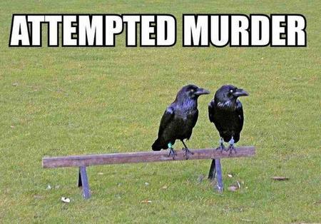 Attempted Murder.jpg